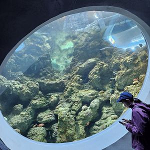 'Archipelago' Inshore Reef (Bottom view)