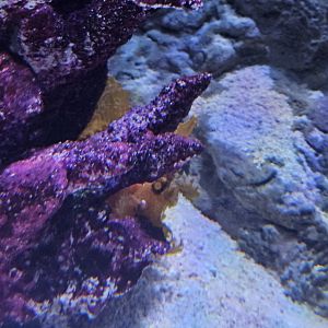 Orange Weedy Scorpionfish