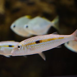 Yellow Stripe Goatfish
