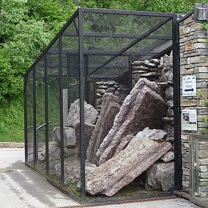 Wallcreeper aviaries