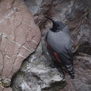 Wallcreeper (Tichodroma muraria)