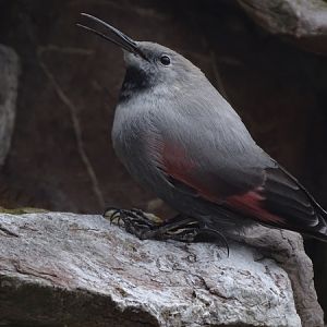 Wallcreeper (Tichodroma muraria)
