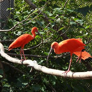 Scarlet ibises