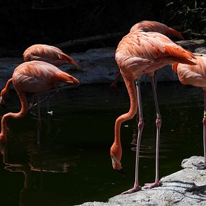 American flamingos