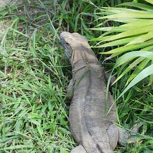Jamaican iguana