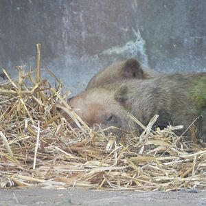 Bush dogs