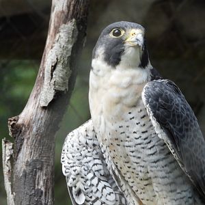 Peregrine falcon