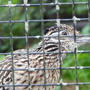 Greater roadrunner