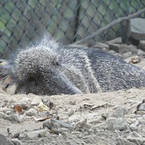 Chacoan peccary