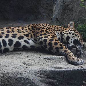 Jaguar