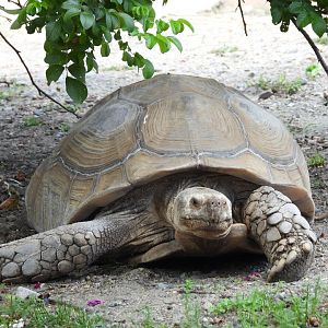 African spurred tortoise