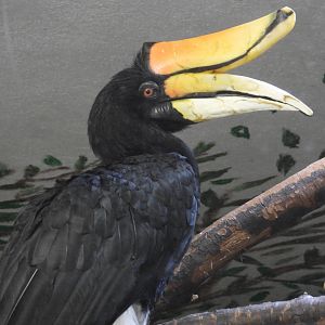 Rhinoceros hornbill