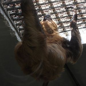 Linnaeus's two-toed sloth