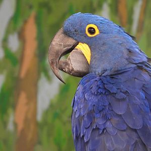 Hyacinth macaw