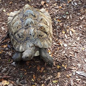 Leopard tortoise