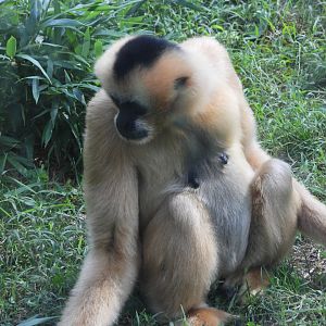 Female northern white-cheeked gibbon