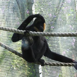 Male northern white-cheeked gibbon