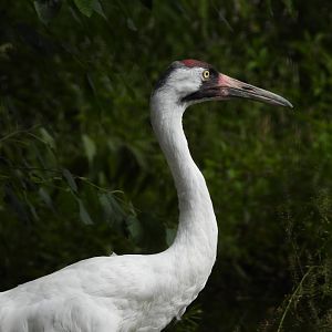 Whooping crane