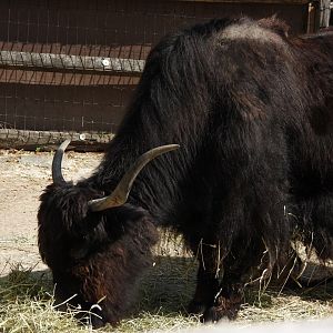 Yak
