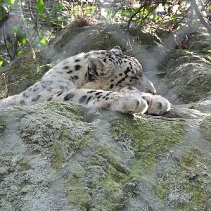 Snow leopard