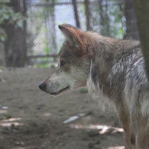 Mexican grey wolf