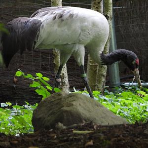 Black-necked crane