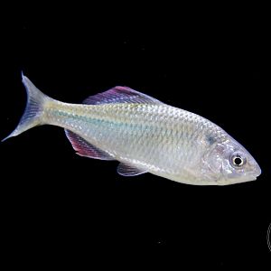 Flat Bitterling (Acheilognathus rhombeus)