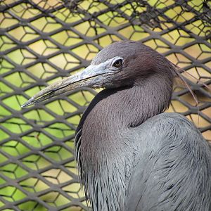 Little Blue Heron