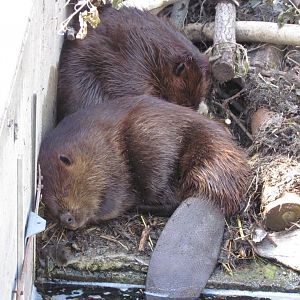 American Beaver