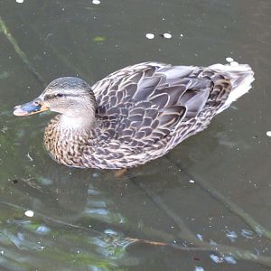 Mallard