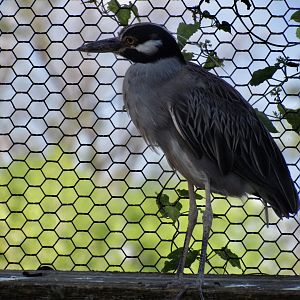 Yellow-crowned Night Heron