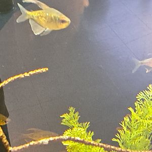 diamond tetra
