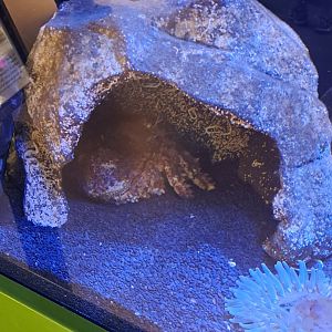 gradular clawed crab