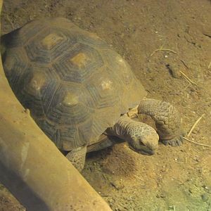 Desert Tortoise