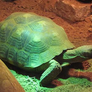 Desert Tortoise