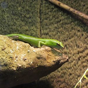 Emerald Tree Skink