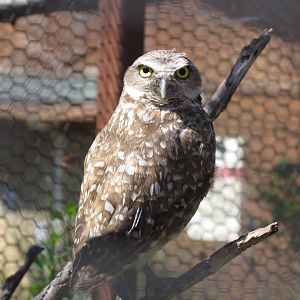 Burrowing Owl