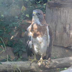 Swainson’s Hawk