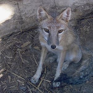 Swift Fox