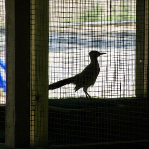 Greater Roadrunner