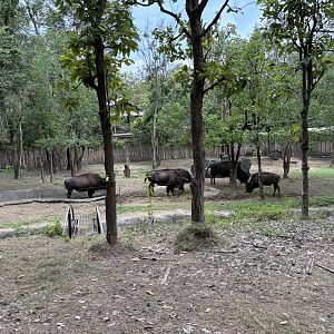 Savanna Safari - American Bison Exhibit