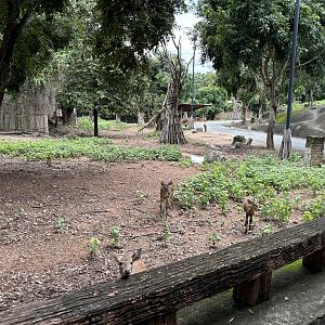 Savanna Safari - Asian Deer Exhibit