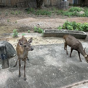 Savanna Safari - Asian Deer Exhibit