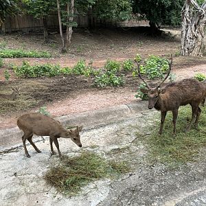 Savanna Safari - Asian Deer Exhibit
