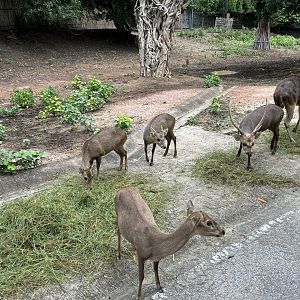 Savanna Safari - Asian Deer Exhibit
