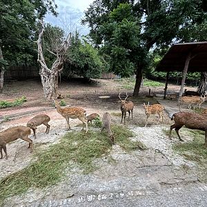 Savanna Safari - Asian Deer Exhibit