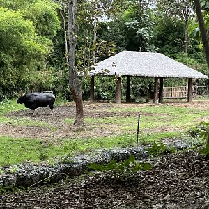 Savanna Safari - Gaur Exhibit