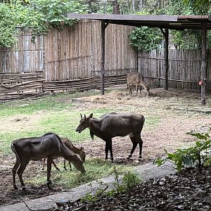 Savanna Safari - Nilgai Exhibit