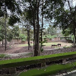 Savanna Safari - Nilgai Exhibit
