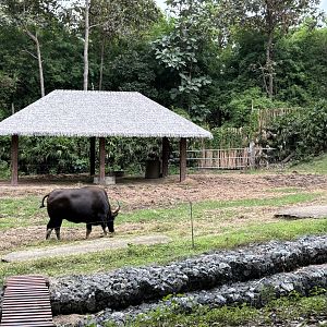 Savanna Safari - Gaur Exhibit